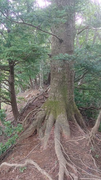 バリエーションルートの痩せ尾根