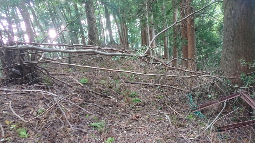 倒木の下山道