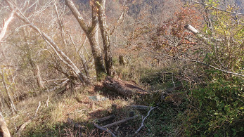 丹沢主稜縦走の登山道１