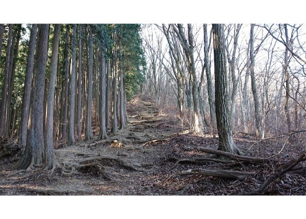 棒ノ折山登山道１０