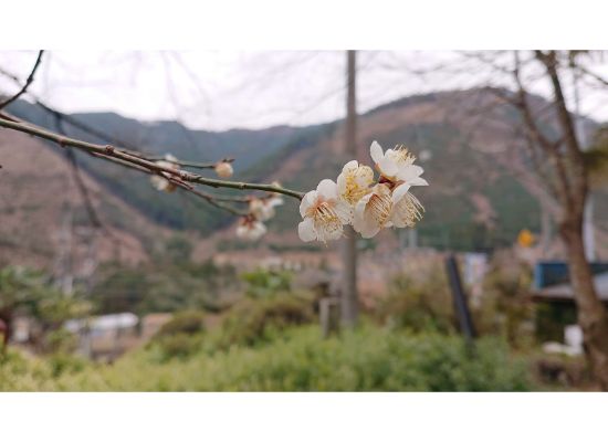 御嶽駅の梅