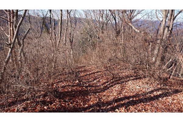 三本松山への登山道３