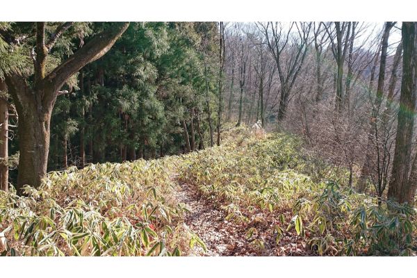 三本松山からの登山道４