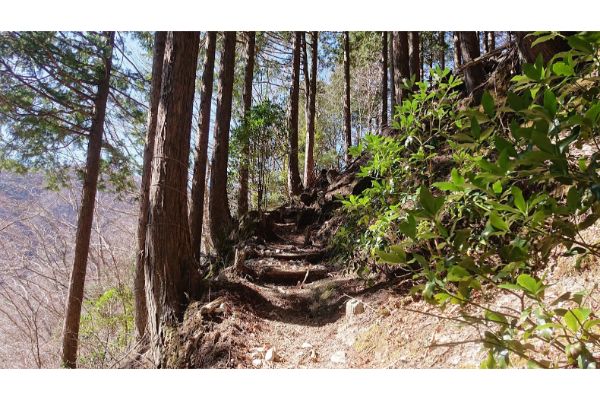 畦ヶ丸へ向かう登山道