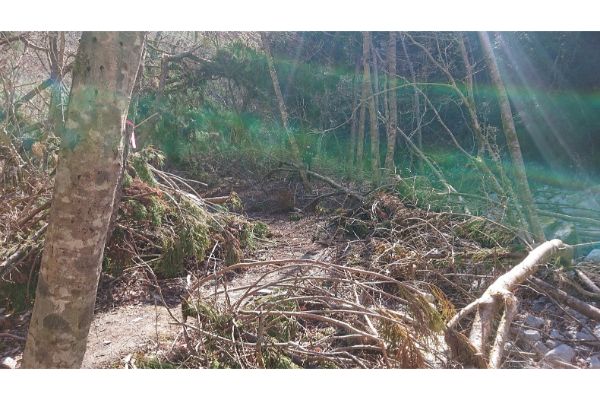 畦ヶ丸への登山道