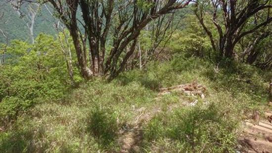 登山道から外れた道