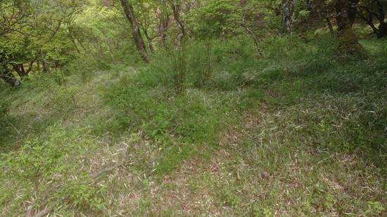 登山道から外れた道②