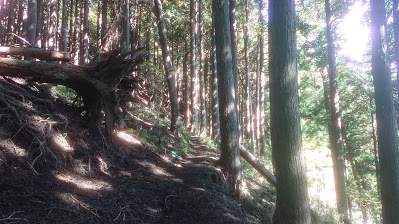 三保ダム分岐への登山道