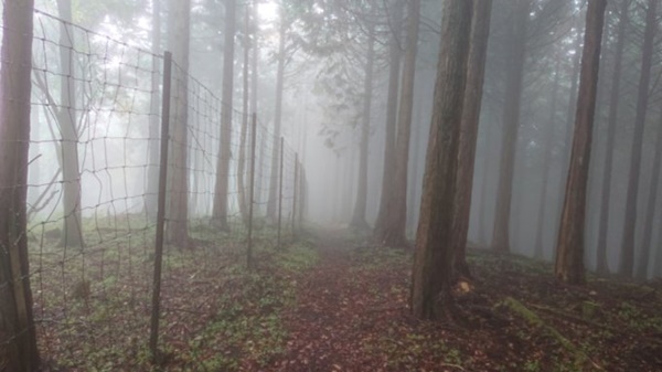 不老山の鹿柵