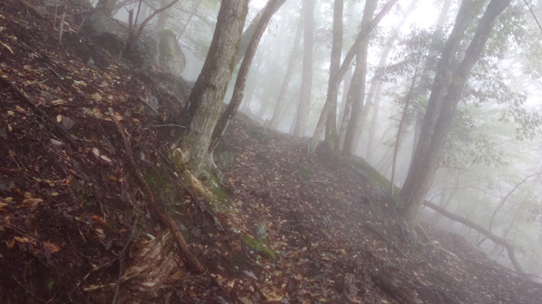 荒れた不老山登山道２