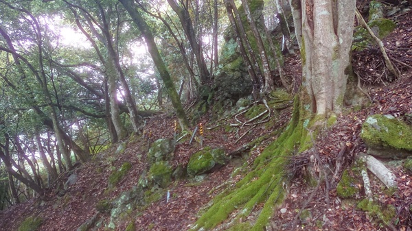 荒れた不老山登山道