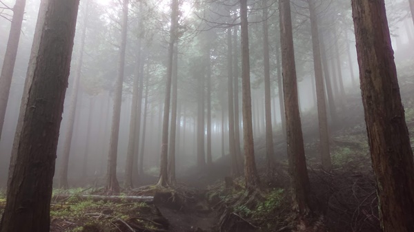 整備された不老山の登山道