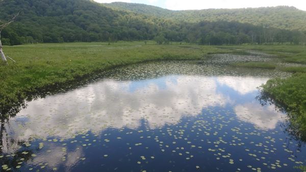 尾瀬ヶ原の池